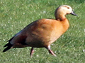 Egyptian Goose x Ruddy Shelduck hybrid